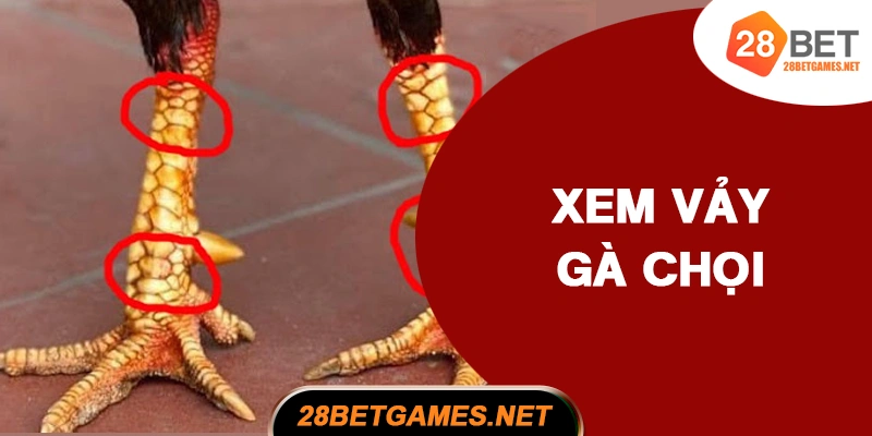Cách xem vảy tướng gà chọi thần kê Cách xem vảy tướng gà chọi thần kê